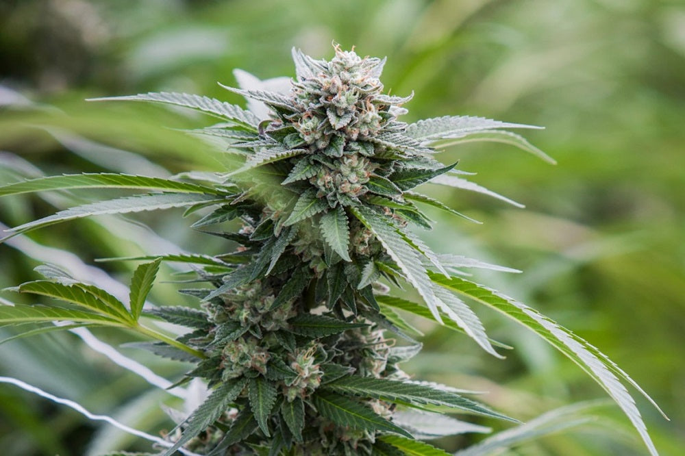 L'art de la culture du chanvre CBD - Les Frères CBD