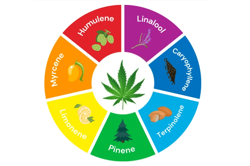 Les terpnes de CBD : dcouvrez leurs bienfaits - Les Frres CBD