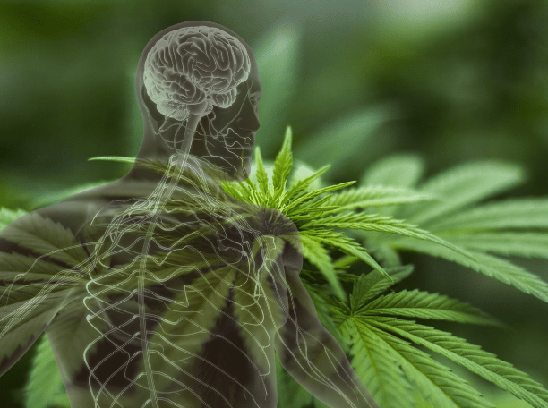 Découvrez le Système Endocannabinoïde
