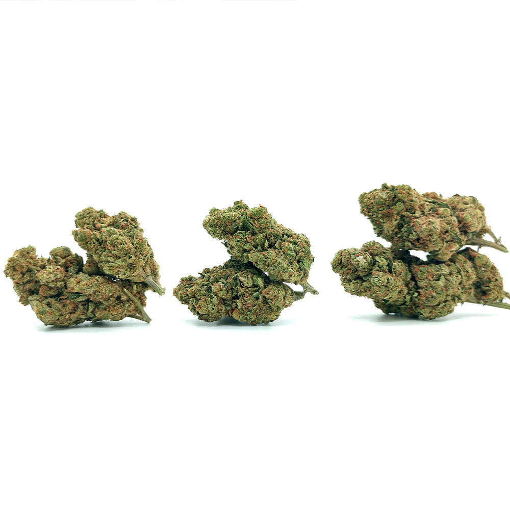 Amnesia Diesel - Luxury Edition