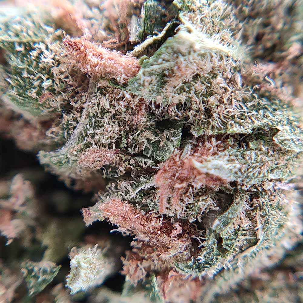 Amnesia Diesel - Luxury Edition