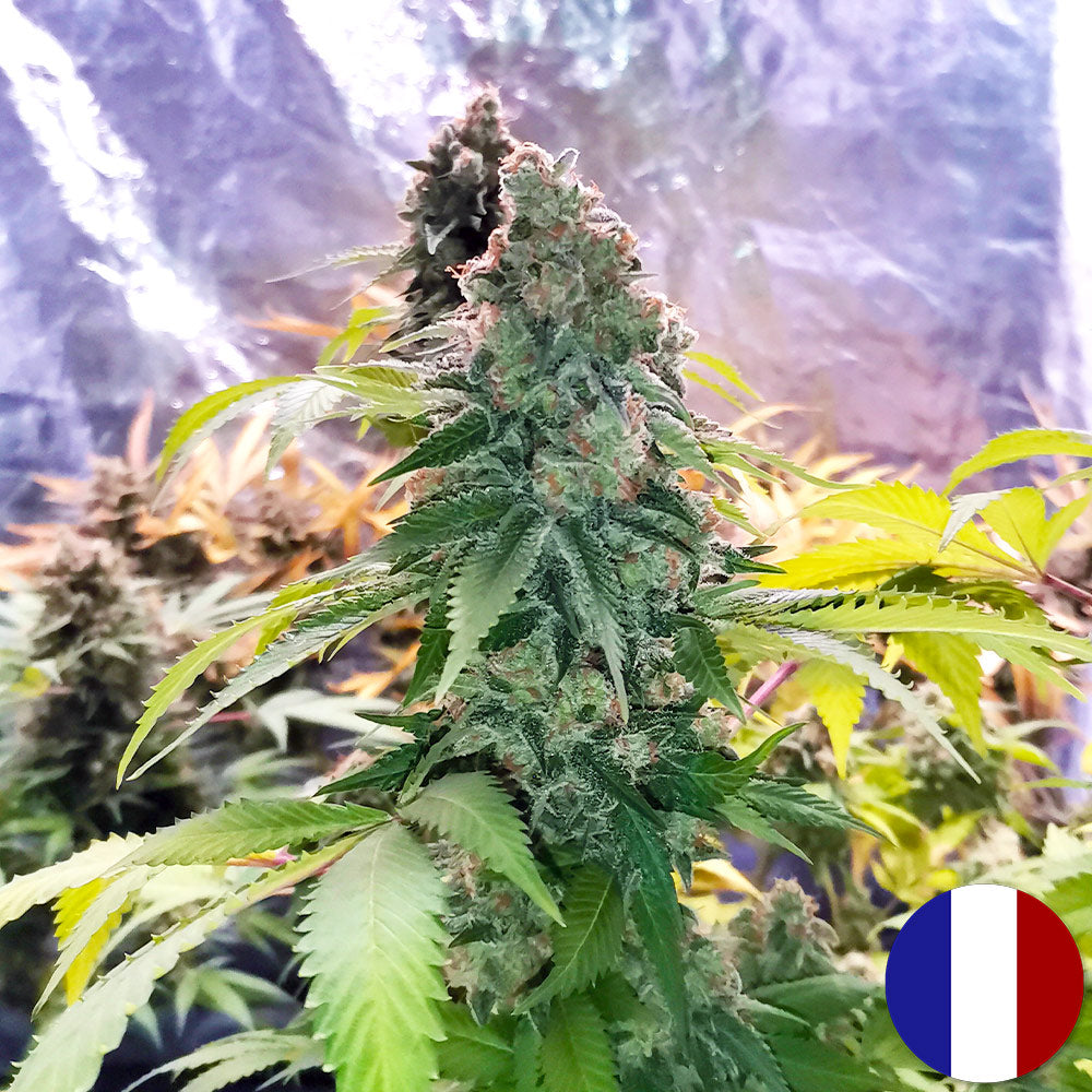 Amnesia Haze - Luxury Edition