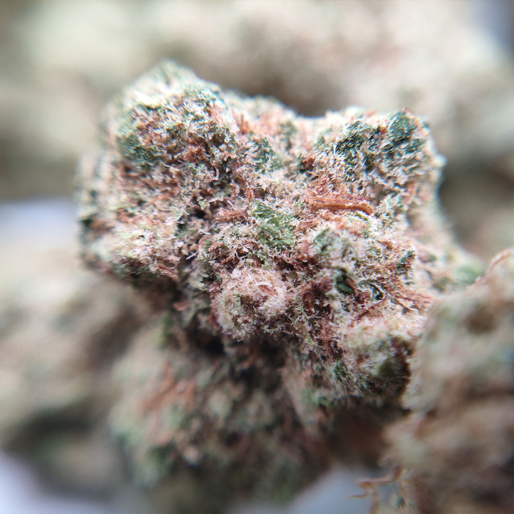 Vente Privée🌟 Amnesia Haze - Popcorn Luxury Edition
