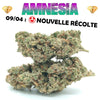 Amnesia CBD - Luxury Edition
