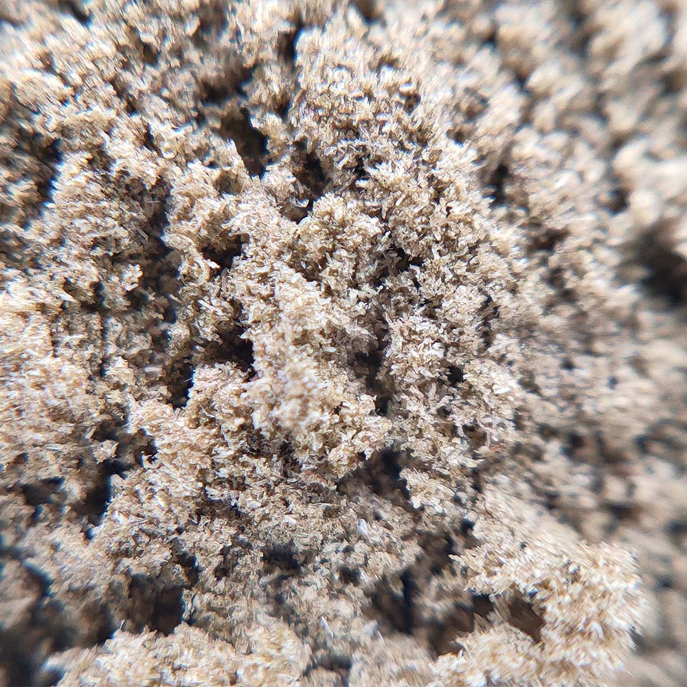 Amnesia Haze Pollen 30% CBD + 6% CBG