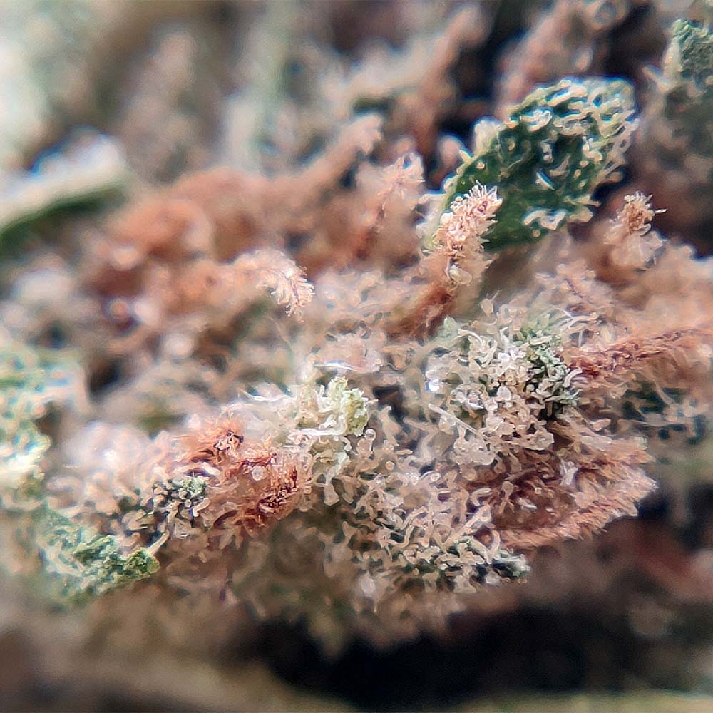 Popcorn - Animal Cookies