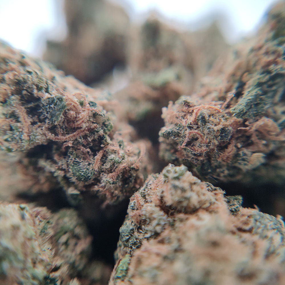 Weed CBD popcorn indoor Blueberry Muffin Suisse zoom sur les trichomes