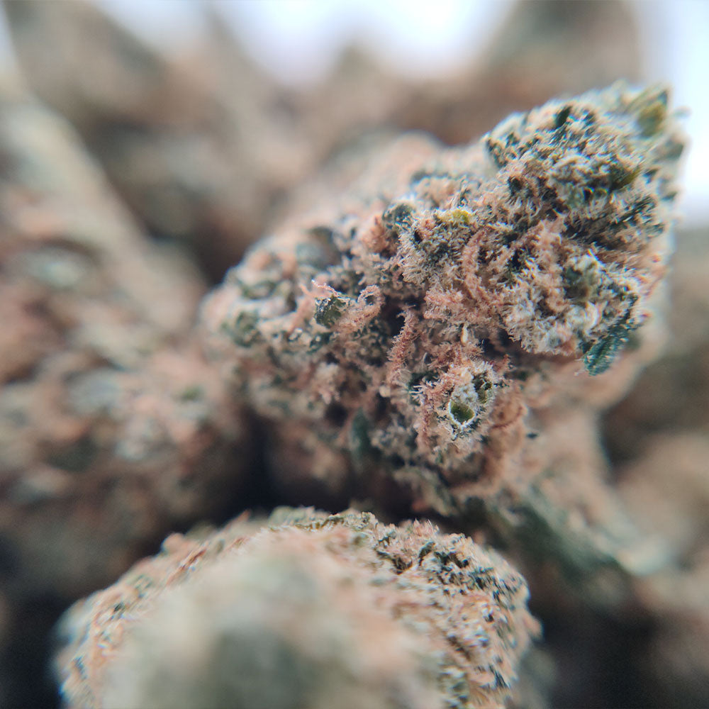 Fleurs de CBD popcorn indoor Blueberry Muffin Suisse gros plan sur un small bud