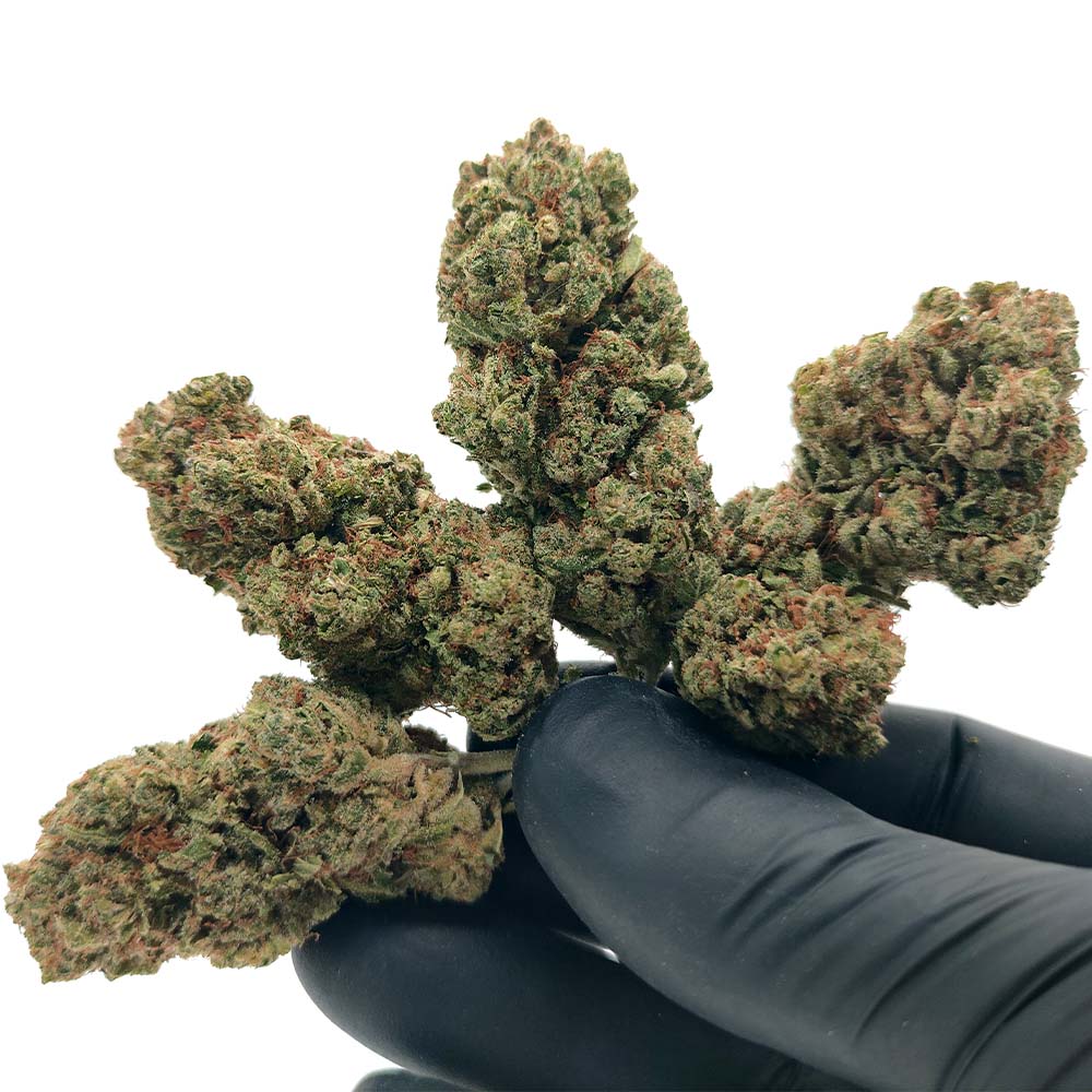 Bubble Gum - Luxury Edition