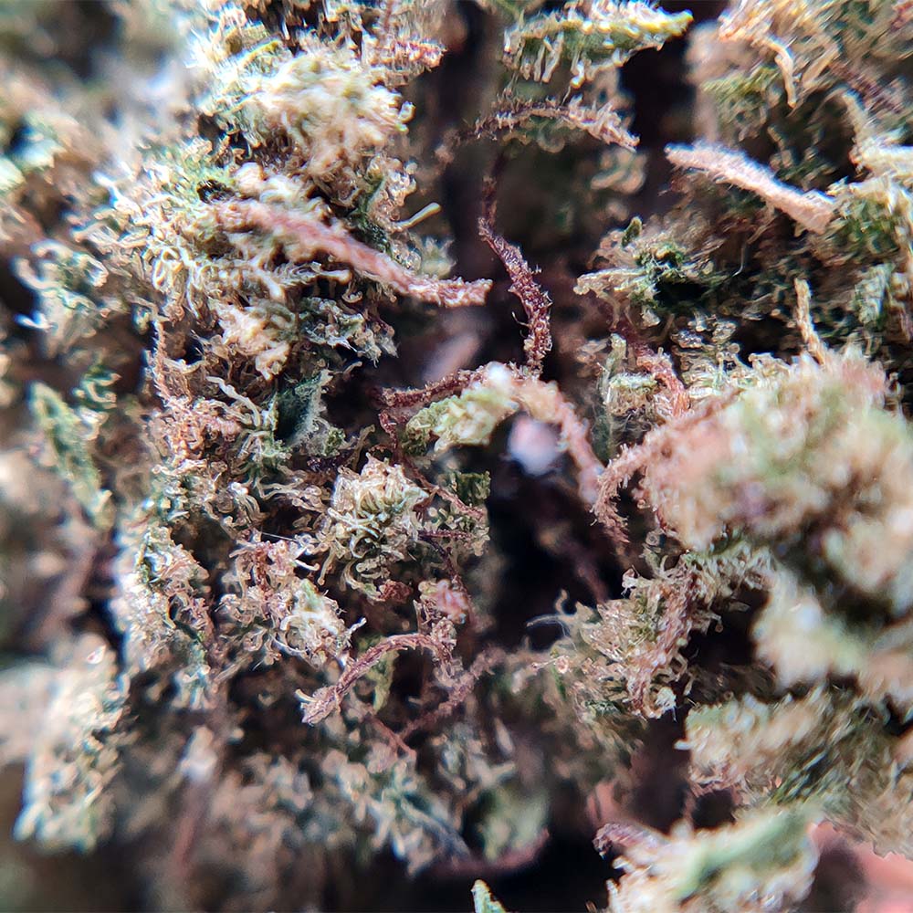 Buddha Cheese