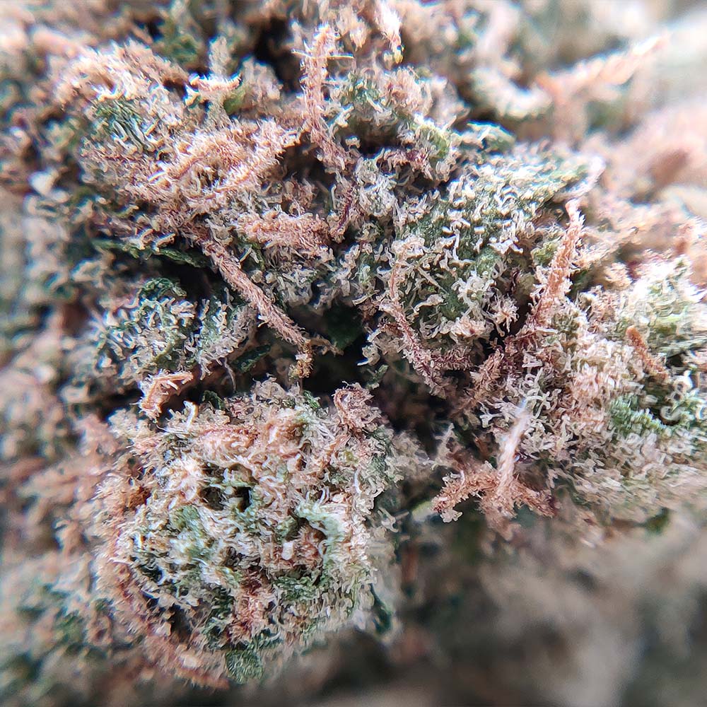 California Haze - Popcorn Luxury Edition