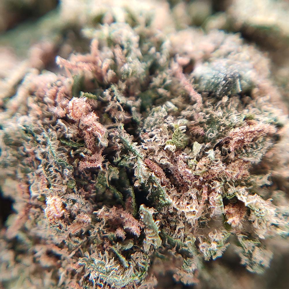 G13 Haze - Luxury Edition