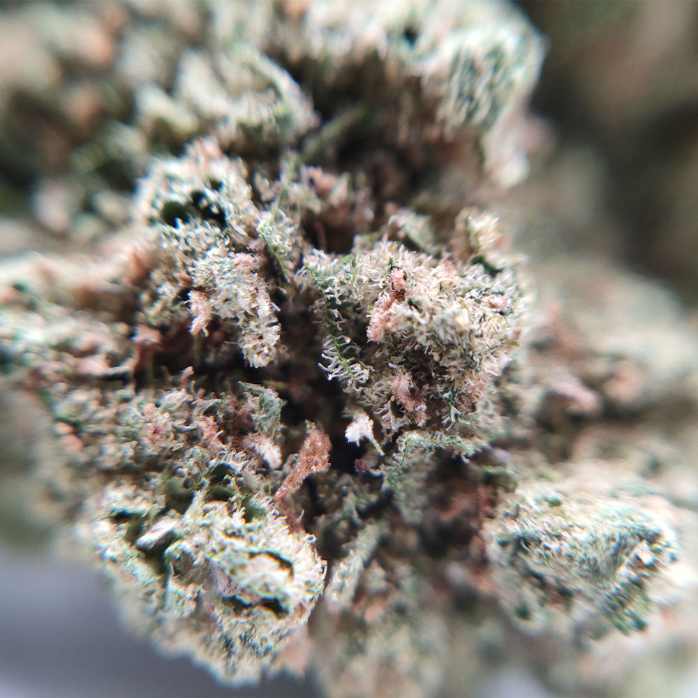 G13 Haze - Luxury Edition