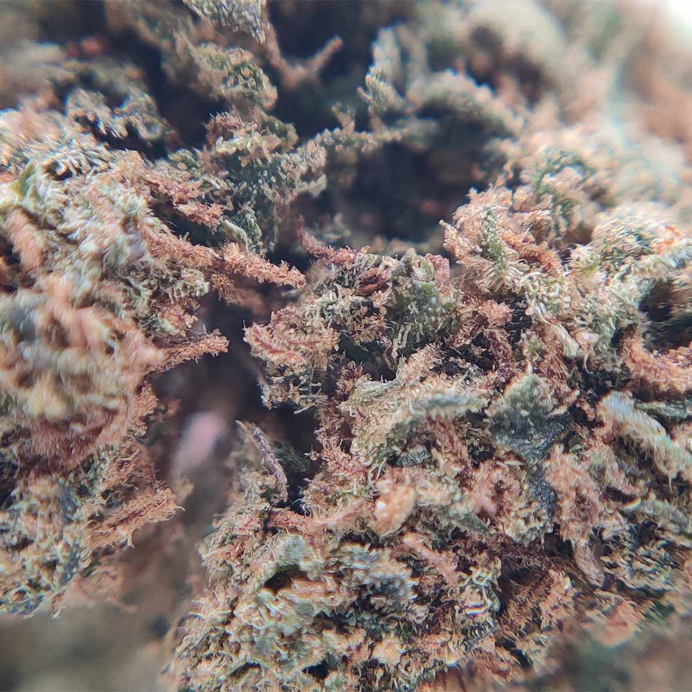 Popcorn - Gelato 41