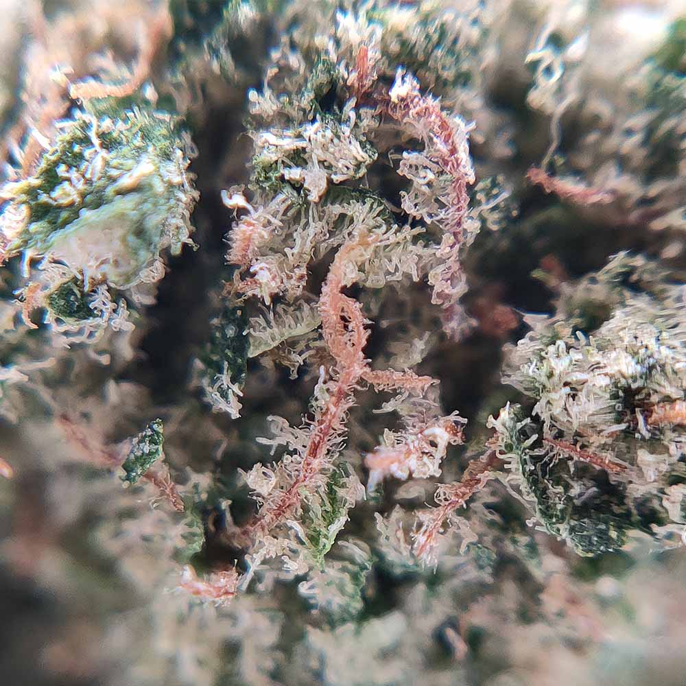 Gorilla Glue #4 - Popcorn Luxury Edition