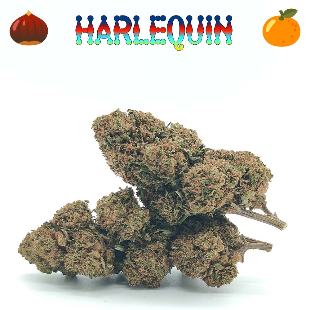 Harlequin