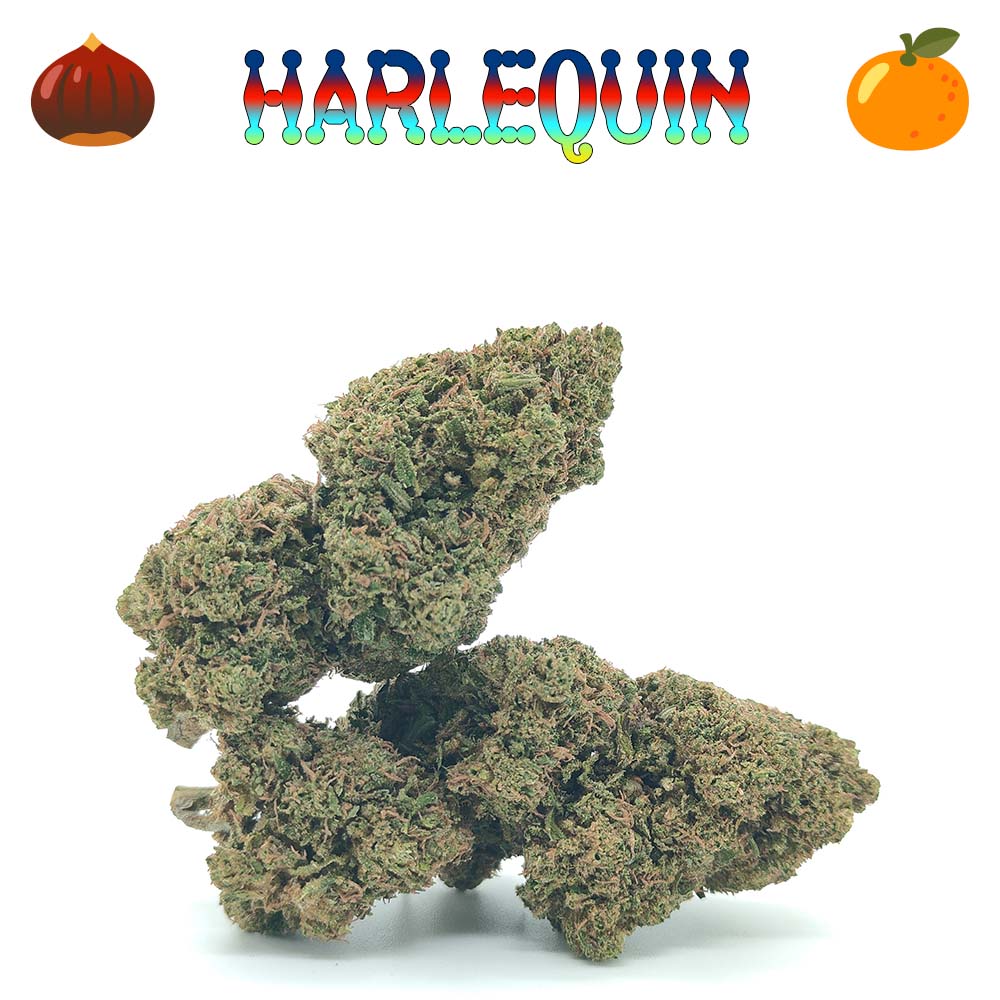 Harlequin