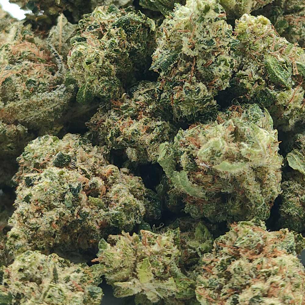 Vente Privée🌟 Lemon Skunk - Popcorn Luxury Edition