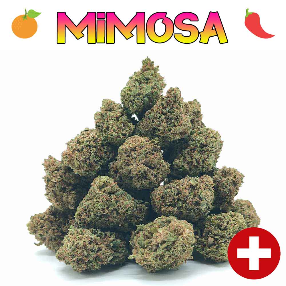 Popcorn - Mimosa