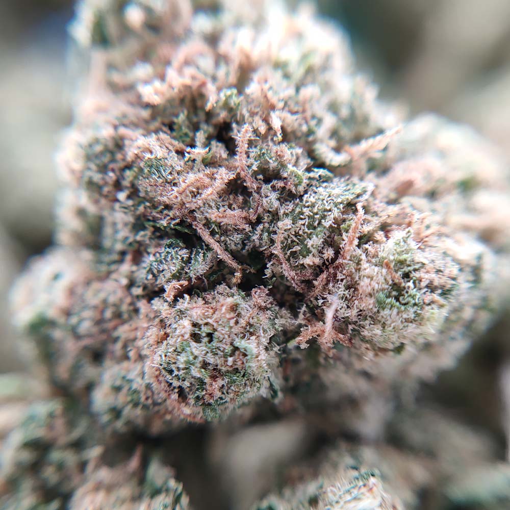 Northern Lights - Popcorn Luxury Edition