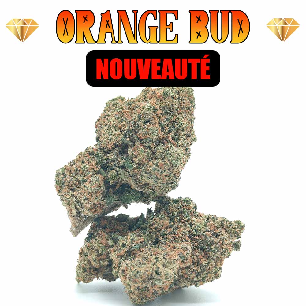Orange Bud - Luxury Edition