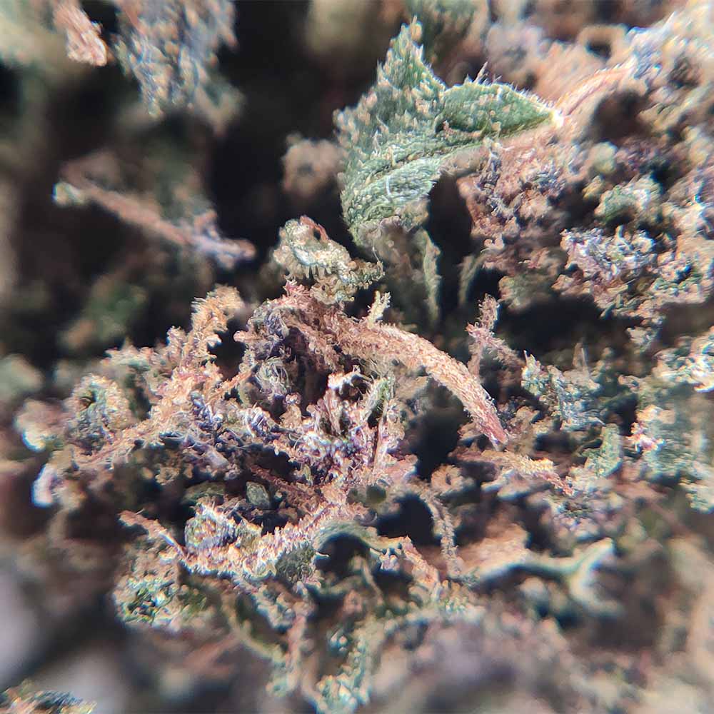 Purple Punch