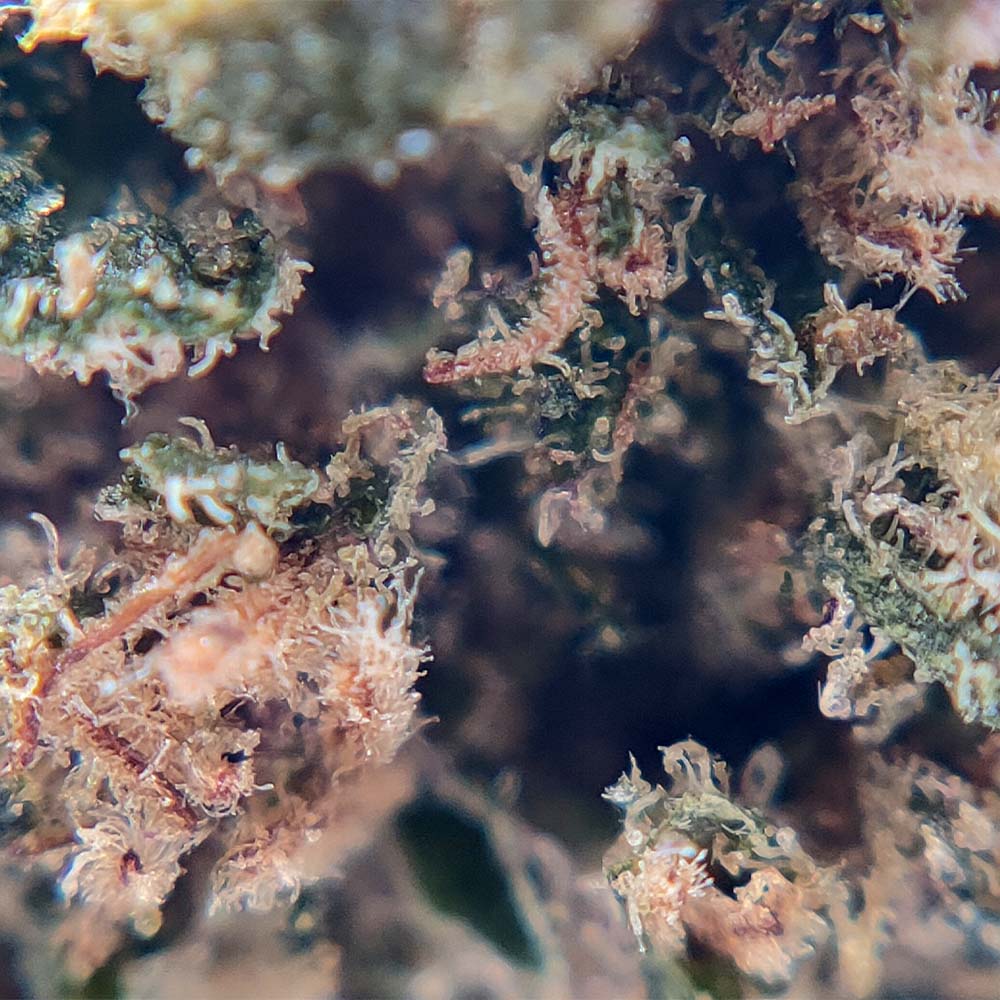 Popcorn - Skywalker OG