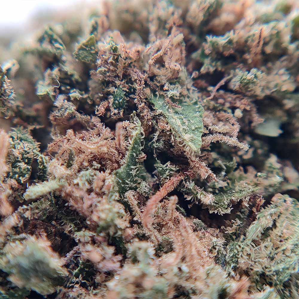Fleurs de CBD popcorn Strawberry Italie zoom sur les trichomes