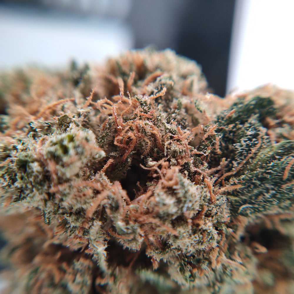 Super Lemon Haze - Luxury Edition