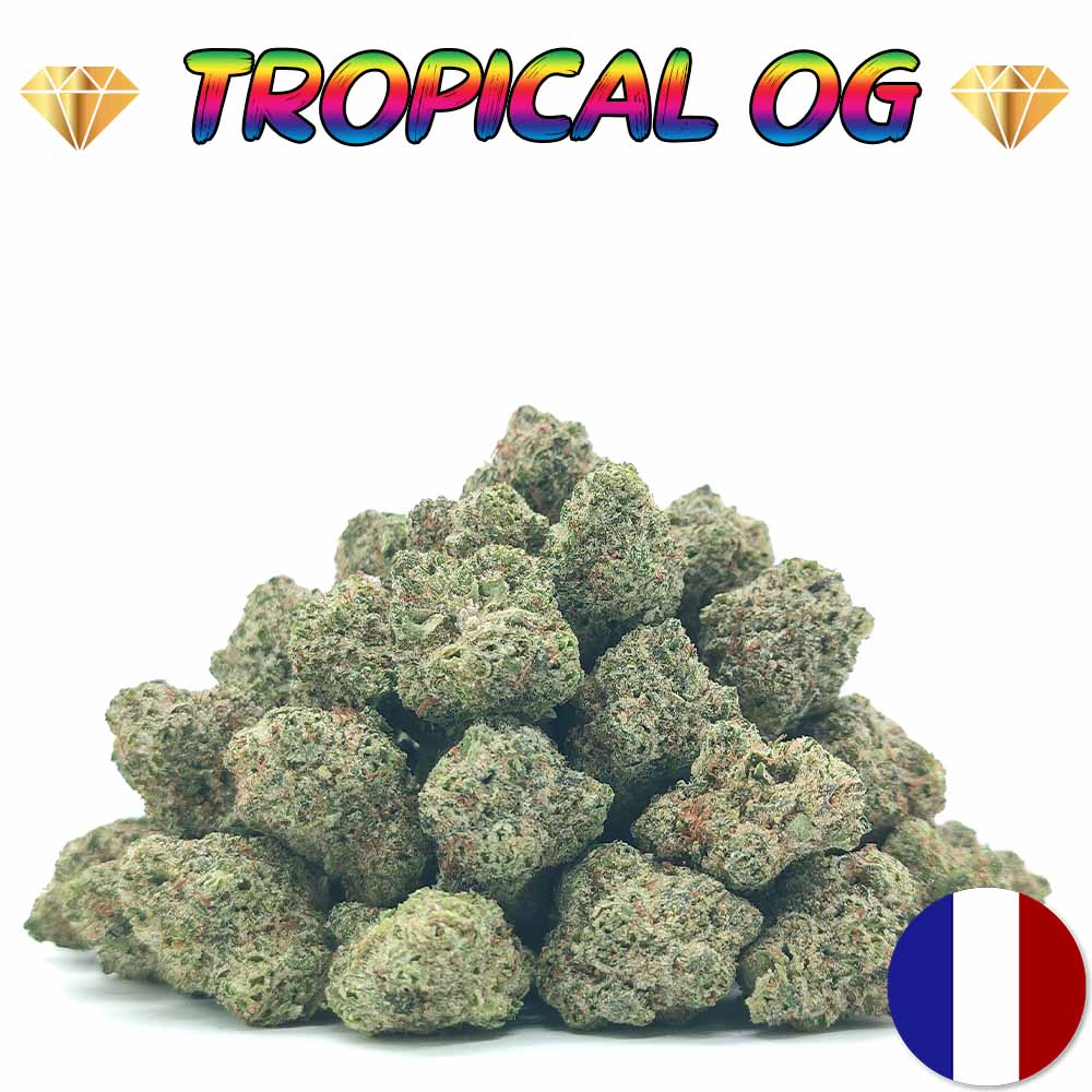 Tropical OG - Popcorn Luxury Edition