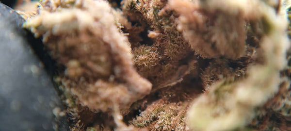 Popcorn - Animal Cookies