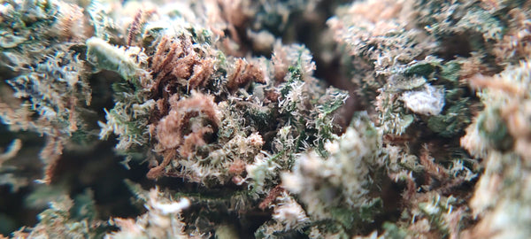 Durban Poison - Luxury Edition