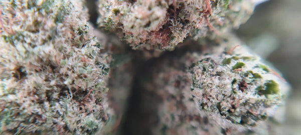 Green Crack - Popcorn Luxury Edition