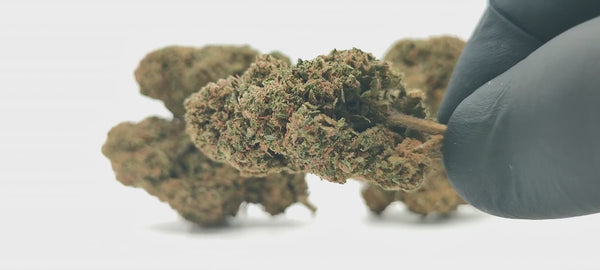 Tutti Frutti