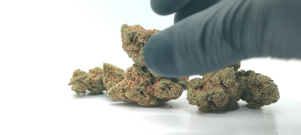 Super Lemon Haze - Luxury Edition