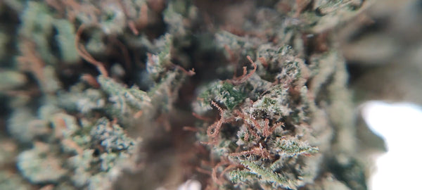Sunset Sherbet US CBD - Luxury Edition