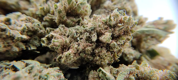 Popcorn - Cannatonic