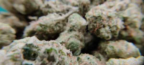 Gorilla Glue #4 - Popcorn Luxury Edition