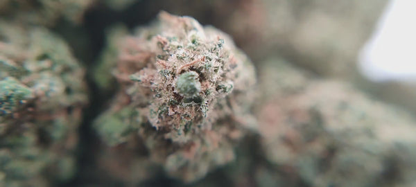 Popcorn - Skywalker OG