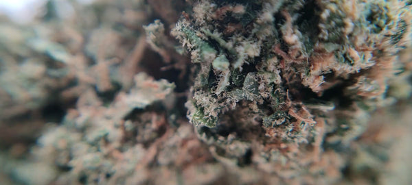 Animal Cookies - Luxury Edition