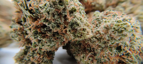 Super Lemon Haze - Luxury Edition