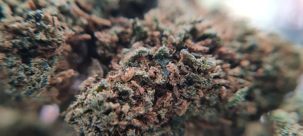 Popcorn - Gelato 41