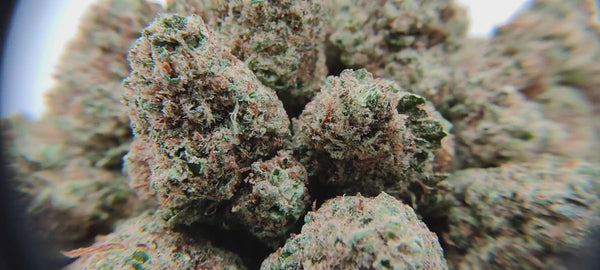 Cookie Kush - Popcorn Luxury Edition