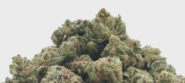 Vente Privée🌟 Lemon Skunk - Popcorn Luxury Edition