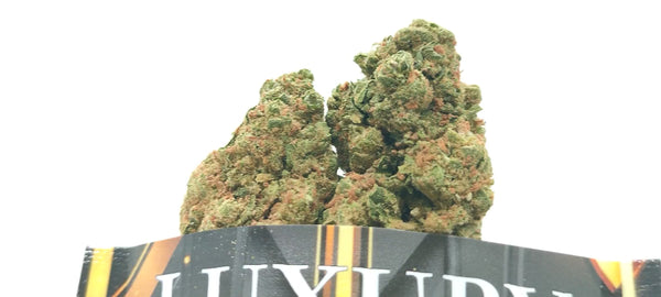 Amnesia Diesel - Luxury Edition