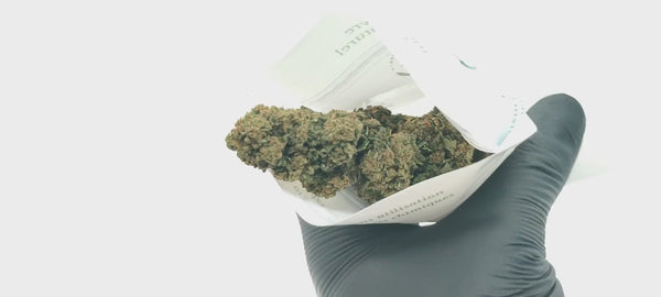 Super Silver Haze