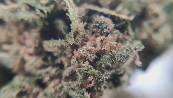 Super Silver Haze
