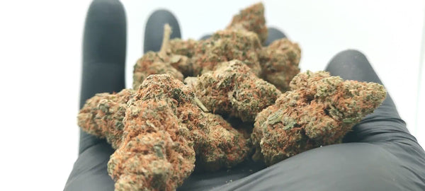 Super Lemon Haze - Luxury Edition