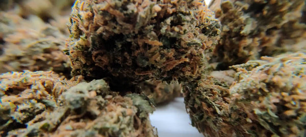 Popcorn - Gelato 41