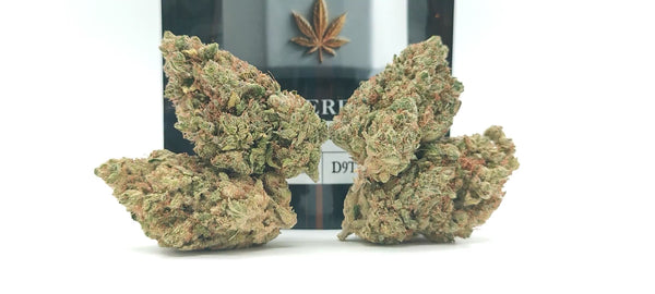 Amnesia CBD - Luxury Edition